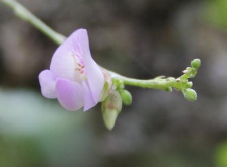 Hoa dua can ru, Hoa Tet, Hạt giống hoa, hoa treo, dạ yến thảo, hoa phong lữ thảo, hoa phong lu thao, hoa treo ban công, hạt giống hoa oải hương, bán hạt giống hoa oải hương, hat giong hoa oai huong, hạt giống  chất lượng cao, hat giong hoa , hat giong hoa chat luong cao, hoa trong tham, hoa trong chau, hoa lan, hoa phong lan